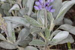 Gulf Coast lupine